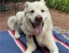 adoptable Dog in pasadena, CA named MIRA