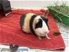 adoptable Guinea Pig in pasadena, CA named COCO