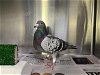 adoptable Bird in pasadena, CA named BROCK