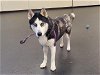 adoptable Dog in pasadena, CA named REESE