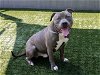 adoptable Dog in pasadena, CA named NOBU