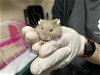 adoptable Hamster in pasadena, CA named A514123