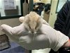 adoptable Hamster in pasadena, CA named A514124