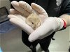 adoptable Hamster in pasadena, CA named A514125