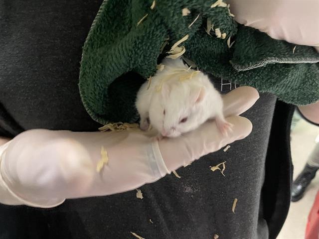 adoptable Hamster in Pasadena, CA named KYLO REN