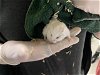 adoptable Hamster in pasadena, CA named KYLO REN