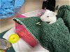 adoptable Hamster in pasadena, CA named A514129