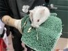 adoptable Hamster in pasadena, CA named A514131