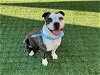 adoptable Dog in pasadena, CA named A514144