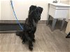 adoptable Dog in pasadena, CA named A514162