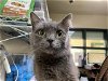adoptable Cat in pasadena, CA named A514171