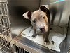 adoptable Dog in pasadena, CA named A514179