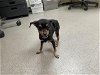 adoptable Dog in pasadena, CA named A514186