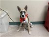 adoptable Dog in pasadena, CA named PIPER
