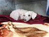 adoptable Dog in pasadena, CA named LEAH