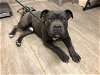 adoptable Dog in pasadena, CA named A514238