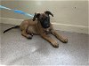 adoptable Dog in pasadena, CA named A514240