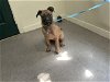 adoptable Dog in pasadena, CA named A514241