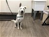 adoptable Dog in pasadena, CA named A514245