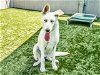 adoptable Dog in pasadena, CA named OLYMPUS