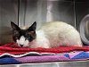 adoptable Cat in pasadena, CA named A514235