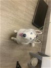 adoptable Dog in pasadena, CA named A514255