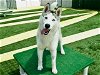 adoptable Dog in pasadena, CA named LOKI