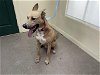 adoptable Dog in pasadena, CA named KOA