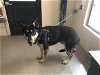 adoptable Dog in pasadena, CA named ROCKY