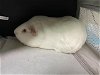 adoptable Guinea Pig in pasadena, CA named MISTY