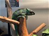 adoptable Lizard in pasadena, CA named A514275