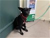 adoptable Dog in pasadena, CA named A514283