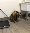 adoptable Dog in pasadena, CA named A514285