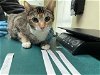 adoptable Cat in pasadena, CA named A514294