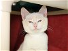 adoptable Cat in pasadena, CA named A514295
