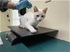 adoptable Cat in pasadena, CA named A514296