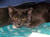 adoptable Cat in pasadena, CA named A514297