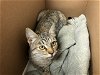 adoptable Cat in pasadena, CA named A514301