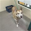 adoptable Dog in pasadena, CA named LOBO