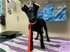 adoptable Dog in pasadena, CA named A514314