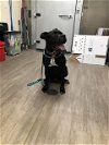 adoptable Dog in pasadena, CA named A514321