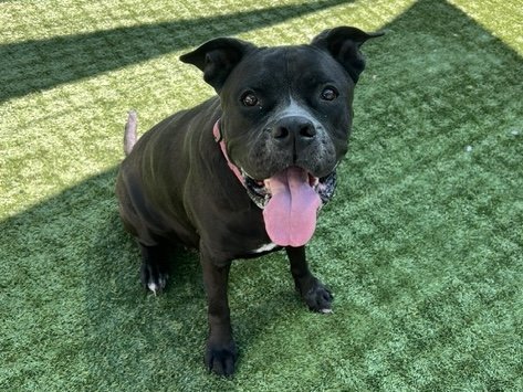 adoptable Dog in Pasadena, CA named AHSOKA