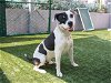 adoptable Dog in pasadena, CA named HAWKEYE
