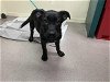 adoptable Dog in pasadena, CA named A514322