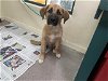 adoptable Dog in pasadena, CA named ENRICO