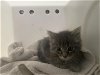 adoptable Cat in pasadena, CA named A514196