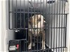 adoptable Dog in pasadena, CA named LUKE SKYBARKER