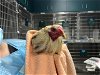 adoptable Chicken in pasadena, CA named KING CLUCK