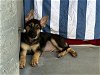 adoptable Dog in pasadena, CA named SHANIA