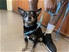 adoptable Dog in pasadena, CA named ROCKET